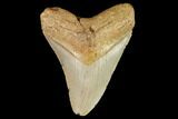 Fossil Megalodon Tooth - North Carolina #109689-1